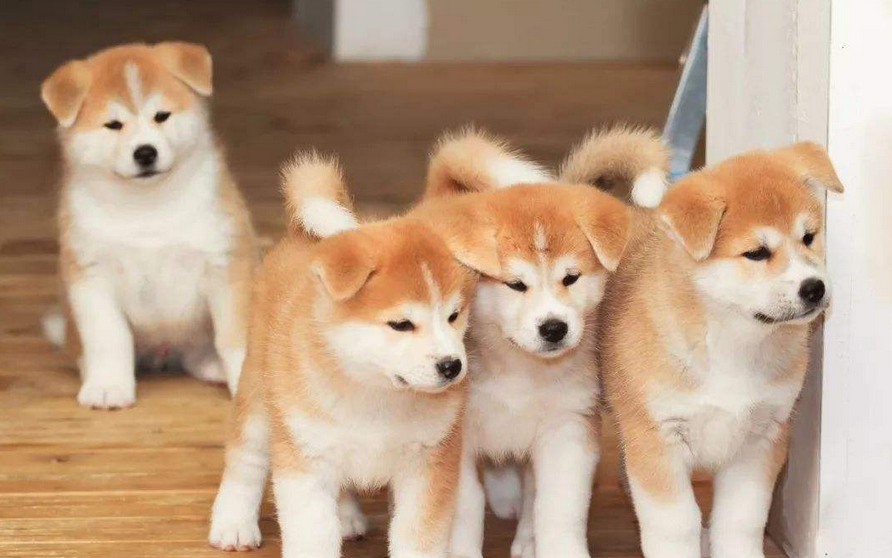 秋田犬喜欢什么 秋田犬喜欢什么