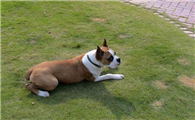 拳师犬怎么训练才听话