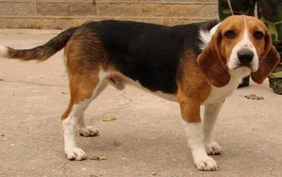 英国猎狐犬有攻击性吗