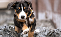 恩特雷布赫山地犬什么颜色好