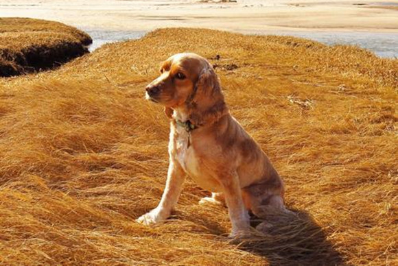 美国可卡犬吐了需要怎么办 美国可卡犬吐了需要怎么办