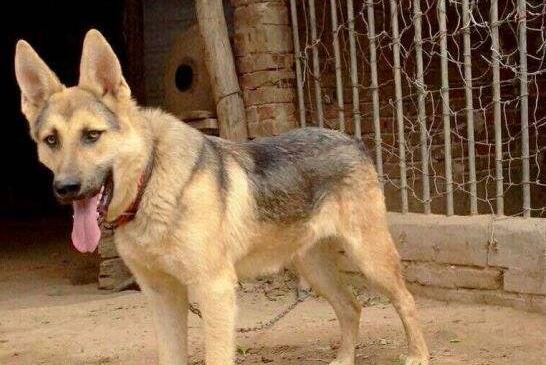昆明犬的外貌特征性格 昆明犬的外貌特征性格