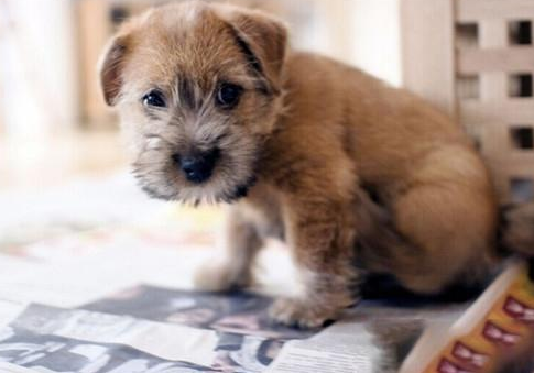 有养犬意向的往这看,可爱的罗福梗来了解一下! 有养犬意向的往这看,可爱的罗福梗来了解一下!