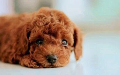 泰迪犬的性格外貌特征 泰迪犬的性格外貌特征