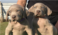 魏玛犬聪明吗