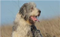 怎么判断古代长须牧羊犬得了什么病