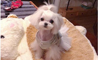 购买马尔济斯犬注意些什么