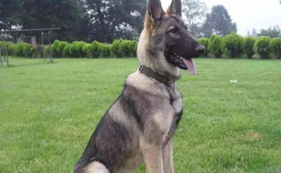 中国昆明犬窝咳应该怎么办
