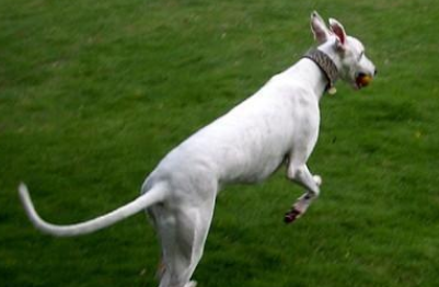 马扎尔犬有攻击性吗