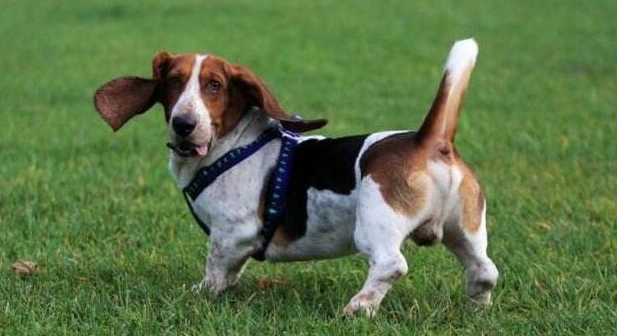 巴吉度犬吃什么长的快