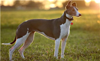 灵缇犬窝咳吃什么药最好