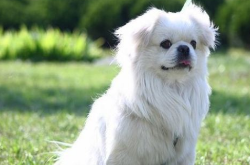 购买西藏猎犬注意些什么