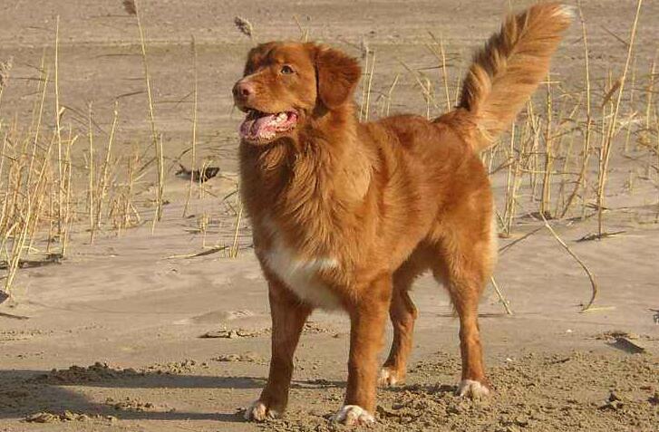 养斯科舍诱鸭寻回犬要注意什么