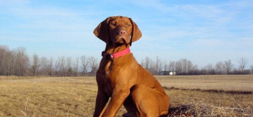 维兹拉犬的性格外貌特征 维兹拉犬的性格外貌特征