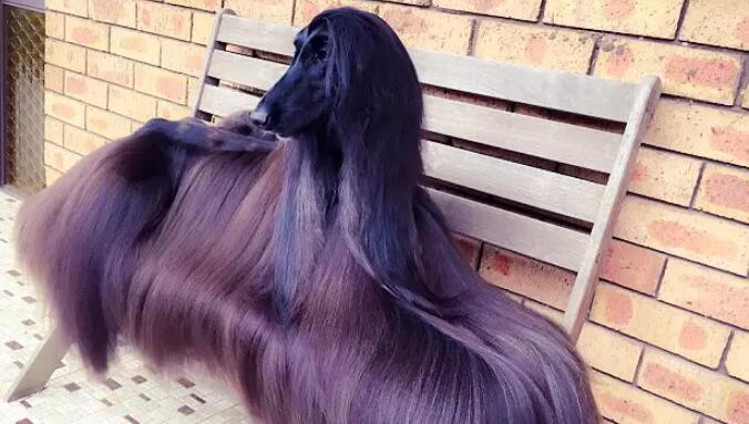 阿富汗猎犬喜欢什么 阿富汗猎犬喜欢什么