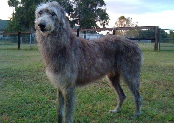苏格兰猎鹿犬的体高是多少