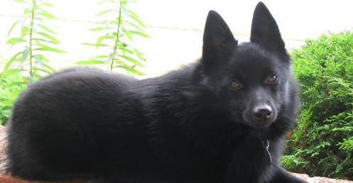 舒柏奇犬的性格外貌特征