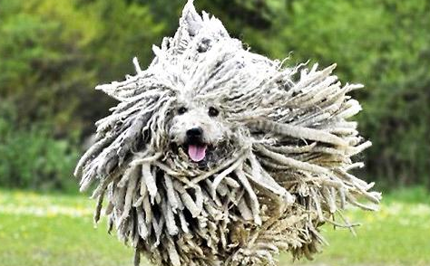 可蒙犬怎么训练才听话 可蒙犬怎么训练才听话