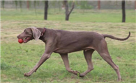 魏玛犬生活习惯