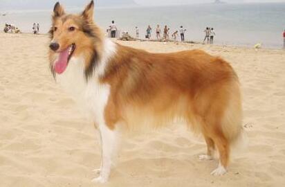 苏格兰牧羊犬如何训练 苏格兰牧羊犬如何训练