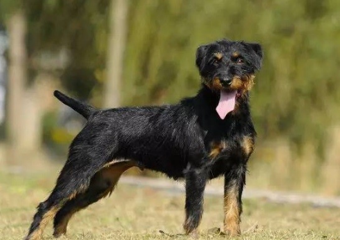 德国猎梗的原产地在哪里