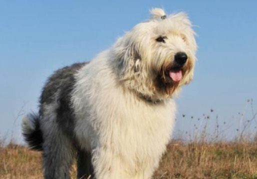 古代英国牧羊犬什么颜色好