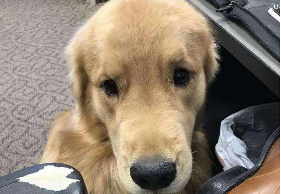 黄金猎犬一天吃几顿