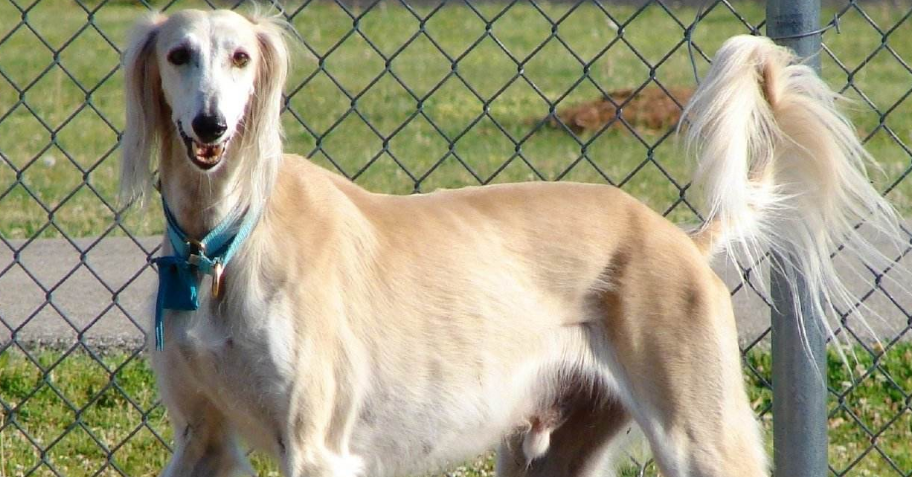 萨路基猎犬 细犬图片