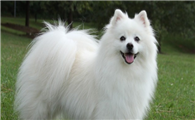 美国爱斯基摩犬的性格外貌特征