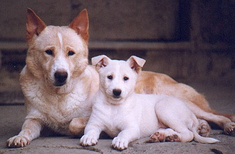 卡南犬喜欢什么 卡南犬喜欢什么