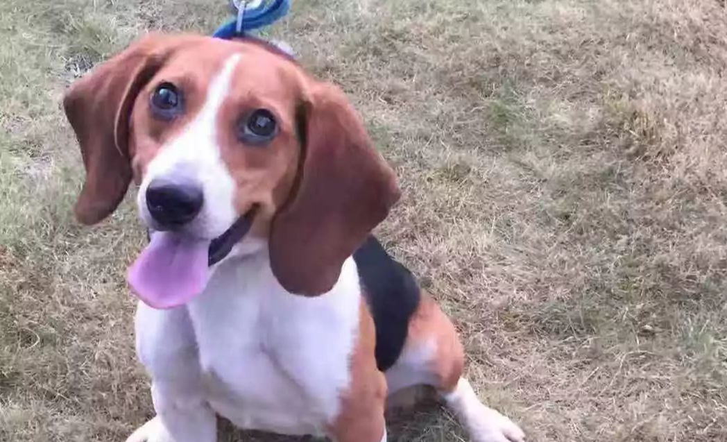 哈利犬的性格外貌特征 哈利犬的性格外貌特征