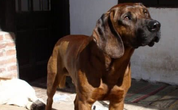 汉诺威猎犬训练技巧有哪些 汉诺威猎犬训练技巧有哪些