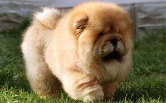 松狮犬的起源和历史 松狮犬的起源和历史