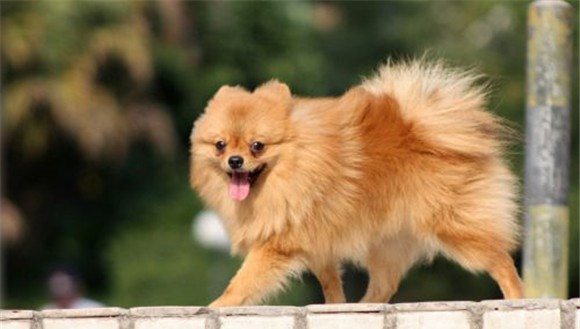 博美犬有泪痕吗 博美犬有泪痕吗