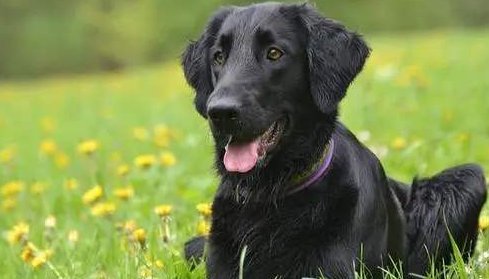 平毛寻回犬窝咳吃什么药最好 平毛寻回犬窝咳吃什么药最好