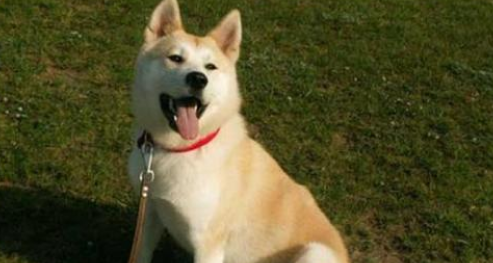 秋田犬生活习惯