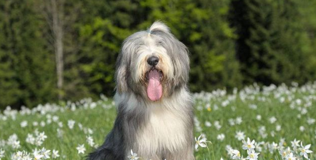 古代长须牧羊犬的用途是什么