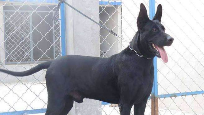 购买伯格犬注意些什么 购买伯格犬注意些什么