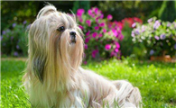 西施犬的寿命一般是多久