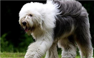 古代英国牧羊犬需要训练什么