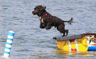 葡萄牙水犬生活习惯