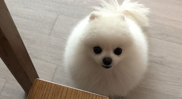 狗狗皮肤溃烂漏鲜肉了擦什么药
