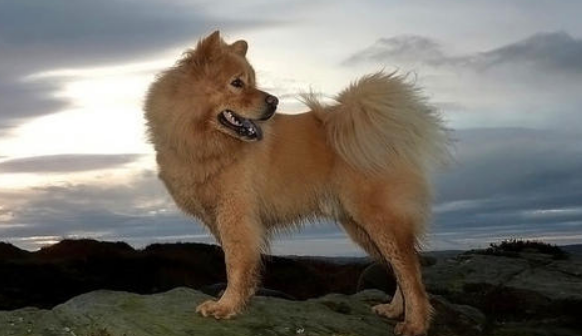 欧亚大陆犬的饲养要点有哪些