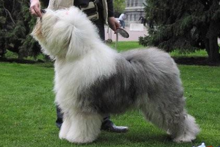 古代英国牧羊犬一天吃几顿 古代英国牧羊犬一天吃几顿