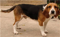 英国猎狐犬的体高是多少