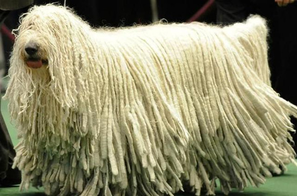 可蒙犬的体重大约是多少