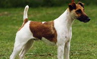 英国猎狐犬需要训练什么