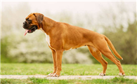 德国拳师犬聪明吗