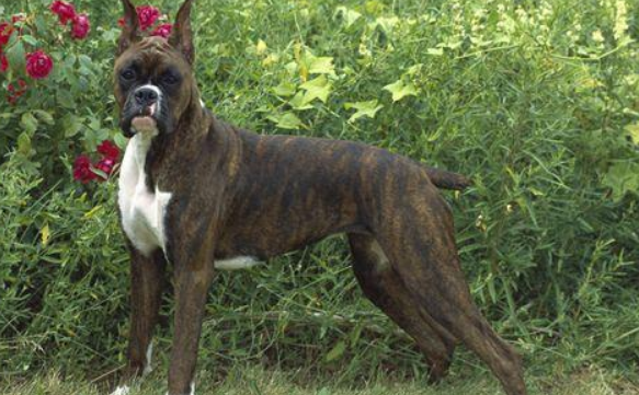 拳师犬什么颜色好