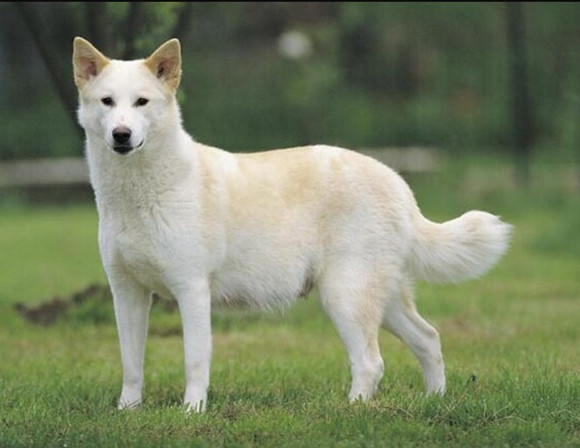 卡南犬的毛色有几种 卡南犬的毛色有几种